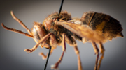 Exemplar de la vespa carnissera, Vespa crabro, localitzada al Port d'Alcdia  - FOTO: A.Costa/UIB