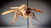 Exemplar de la vespa carnissera, Vespa crabro, localitzada al Port d'Alcdia  - FOTO: A.Costa/UIB