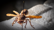 Exemplar de la vespa carnissera, Vespa crabro, localitzada al Port d'Alcdia  - FOTO: A.Costa/UIB