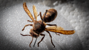 Exemplar de la vespa carnissera, Vespa crabro, localitzada al Port d'Alcdia  - FOTO: A.Costa/UIB