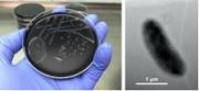 Legionella maioricensis