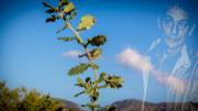 La UIB planta un roure en memria d'Agust Villaronga - Foto: A.COSTA/UIB