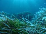 posidonia2.jpeg