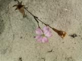 Branca en floraci deSilene migjornensis.
