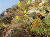 Exemplar florit deDiplotaxis ibicensis.