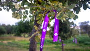 Homenatge a les dones vctimes de violncies masclistes - Foto: A.COSTA/UIB