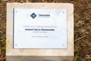 Jardins de Son Lled: plantada del bellaombra - Foto: A.Costa/UIB