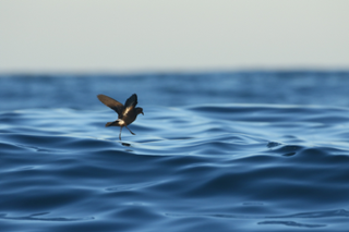 Exemplar d'Hydrobates pelagicus. Foto: Victor Paris.