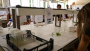 Campus cientfico-tcnic: Enginyeria Agroalimentria i del Medi Rural: Biotecnologia, micropropagaci de plantes. Foto: A.Costa/UIB