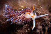 Exemplar de Cratena peregrina. Foto: Sebasti Pons Burguera/Biodibal