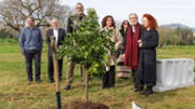 Jardins de Son Lled: plantada d'un taronger | Foto: A.Costa/UIB