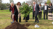 El senyor Jordi Savall planta un Citrus sinensis (L.) Osbeck, taronger, arbre que servar la seva memria  | Foto: A.Costa/UIB