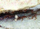 Cranc invasor Percnon gibbesi, conegut com a cranc aranya - Foto: Mara Pizarro-Borrull