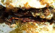 Cranc invasor Percnon gibbesi, conegut com a cranc aranya - Foto: Mara Pizarro-Borrull
