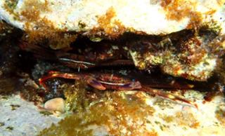 Cranc invasor Percnon gibbesi, conegut com a cranc aranya - Foto: Mara Pizarro-Borrull