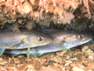 El canvi clim&#xe0;tic reconfigura la pesca a Europa: guanyadors i perdedors per regions