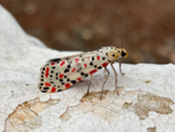 Utetheisia pulchella