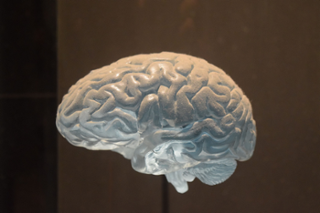 brain-3120178_1920.jpg