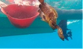 Investigadors de l&#x2019;IMEDEA revelen la import&#xe0;ncia de les reserves marines de les Illes Balears per protegir i connectar les poblacions de peixos 