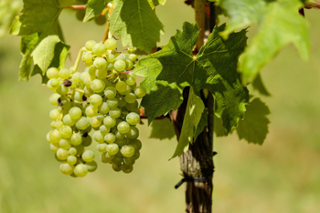 grapes-1611089_1920.jpg
