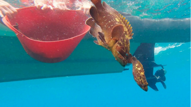 Alliberament de juvenils d?anfs (Epinephelus marginatus) marcats a la Reserva Marina de l?Illa de l