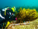 Fiona Tomas, investigadora de l'Institut Mediterrani d'Estudis Avan&#xe7;ats, participa en una crida internacional urgent per reformar els permisos i agilitar la restauraci&#xf3; marina 